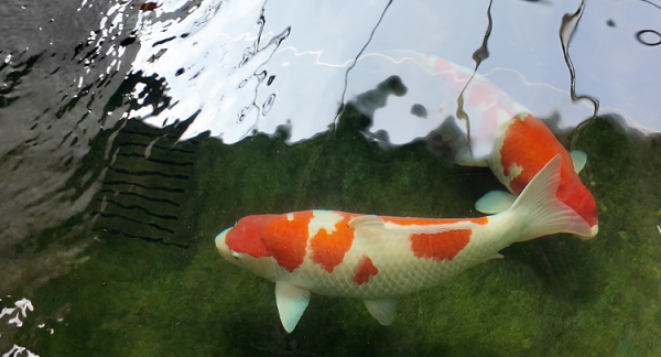 君子配资 解码“小镇冠军”丨聊城三十里铺镇：小锦鲤“游”出亿元大产业